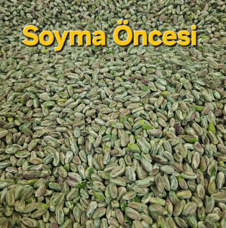Antep fıstığı fason soyma öncesi hammadde