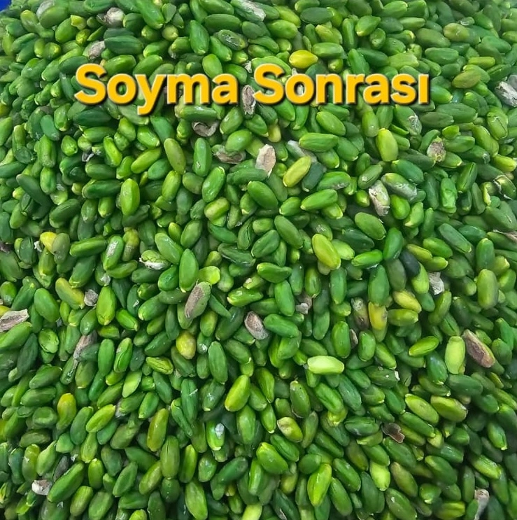 Antep fıstığı fason soyma hizmeti — soyulmuş fıstık